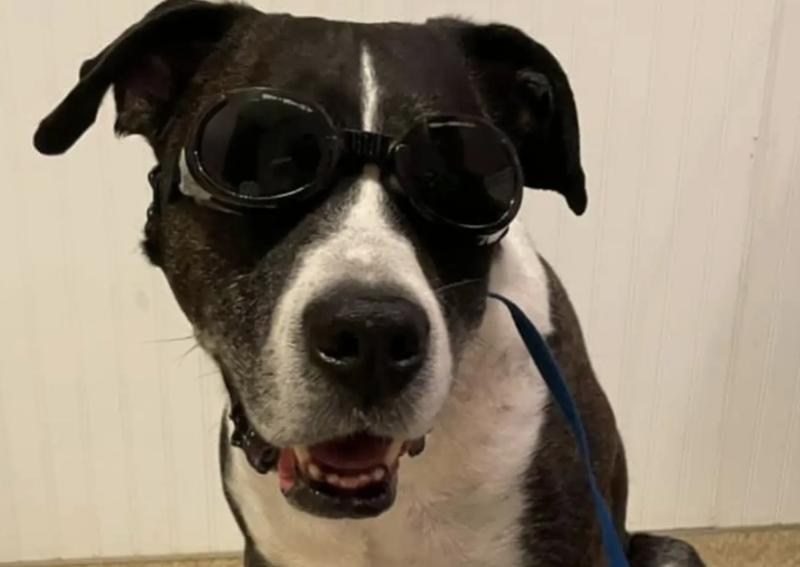 Carousel Slide 3: Did you know that May is Arthritis Awareness Month? Find out how laser therapy could help your pet just like our friend Beau here. Give us a call at 740-852-9151 today!
