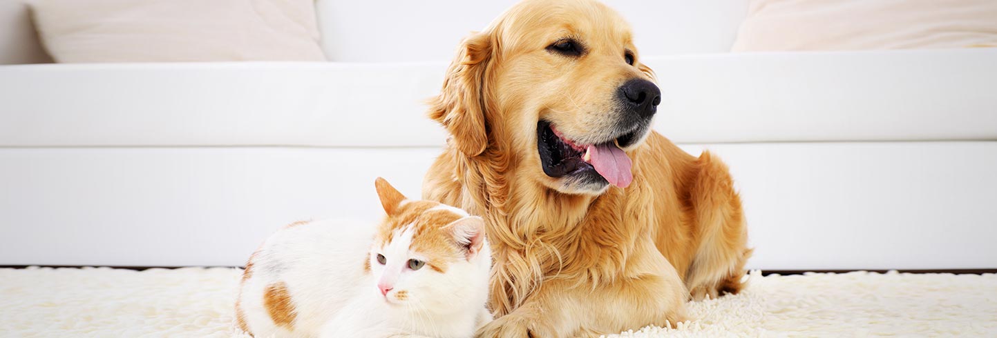 London veterinarians for cats and dogs