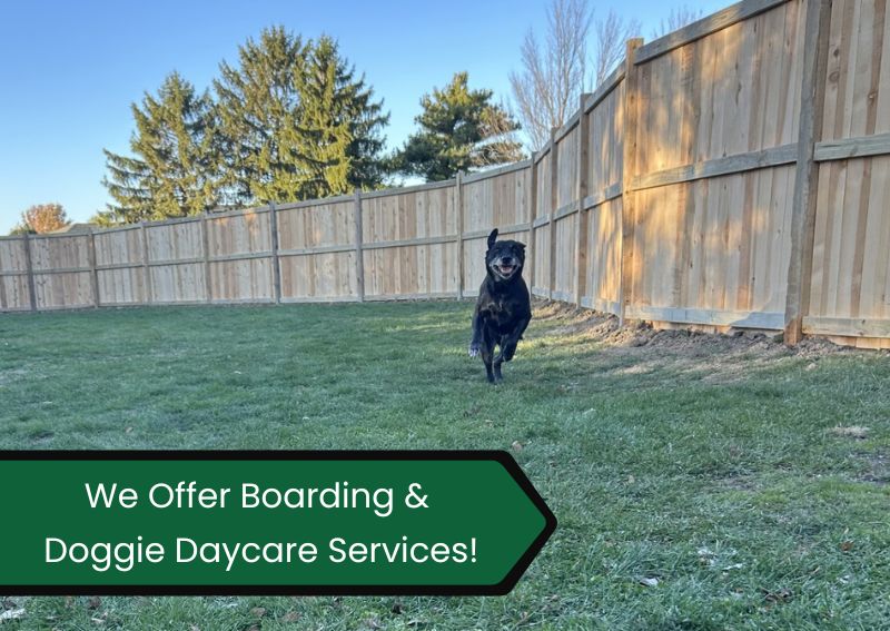 Carousel Slide 2: London dog boarding and daycare